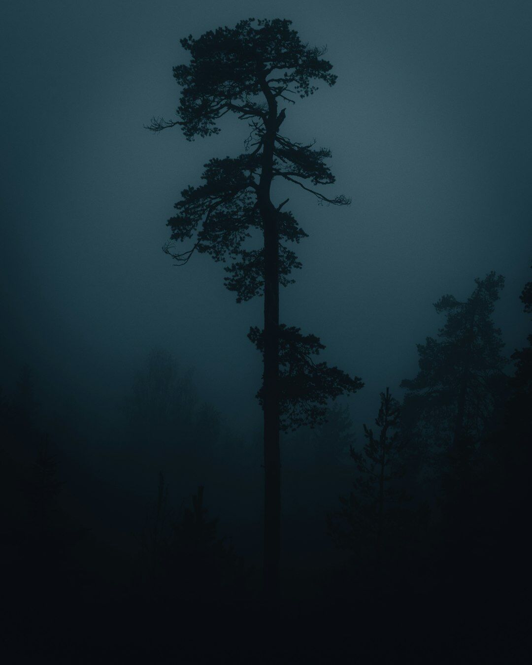 dark foggy forest